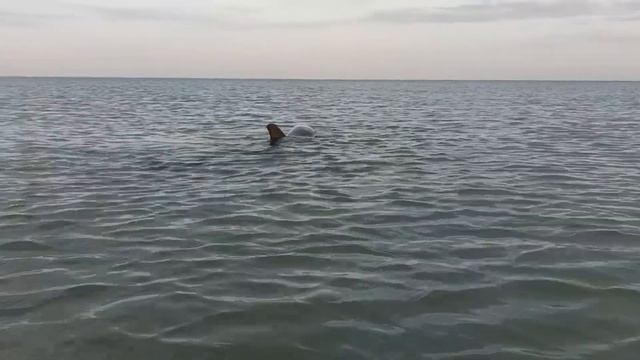 Витязево 2022 г. Дельфины