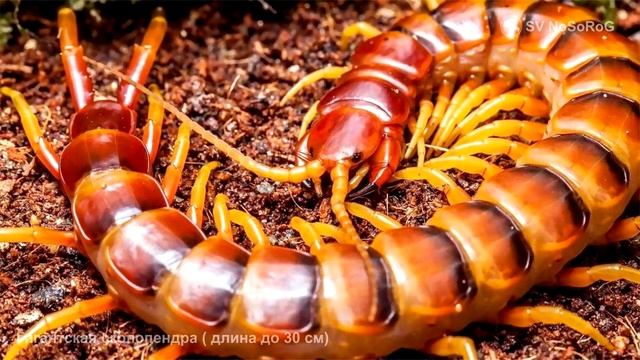 Для чего нужны клешни Гигантской сколопендре (Amazonian Giant Centipede) — Scolopendra Gigantea ?