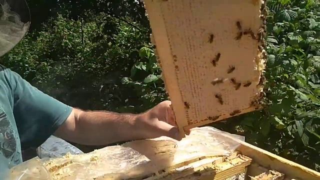 Бакфаст на30июня пчела идет