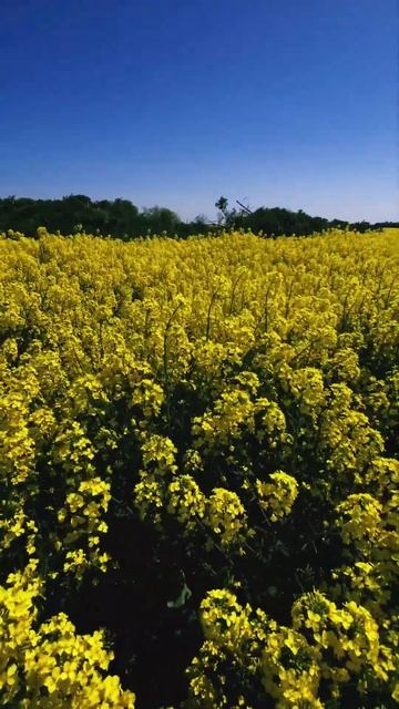 Желтый рай 😳 #калининград #nature #love