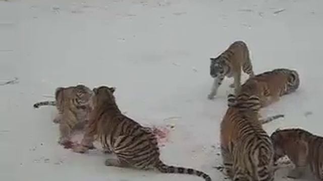 Raw Encounter With The Circle Of Life At The Harbin Siberian Tiger Park