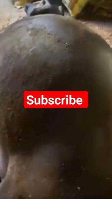 Symptoms Of Bloat And Timpani In Buffalo #animalhealth #pratapnewarvetclub#shorts