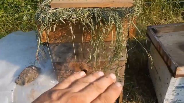 Сделай улий Тигр, улий Цапля.