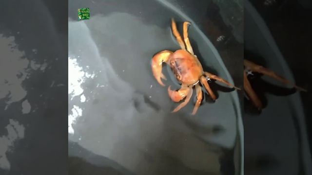 Cute Fresh Water Crab For Our New Fish Pond/Fresh Water Crab.