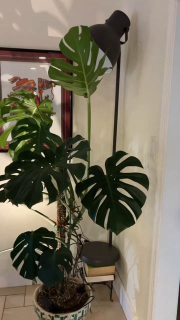 Way Overgrown Monstera #houseplants #plants #youtubeshorts