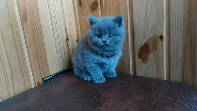 Дівчинка прямовуха голуба. Шотландський страйт