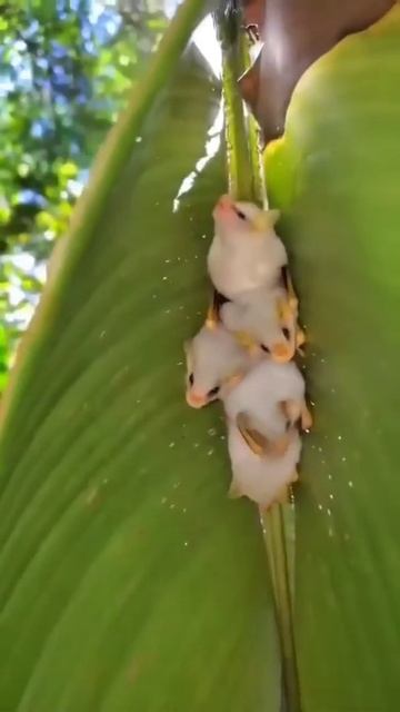 Have You Ever Seen White Bat