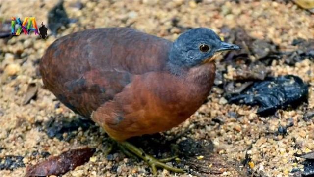 10 Fakta Burung Tinamu-Burung Dengan Jumalah Spesies Paling Banyak