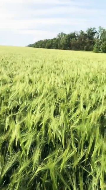 Озимый ячмень 9 вал