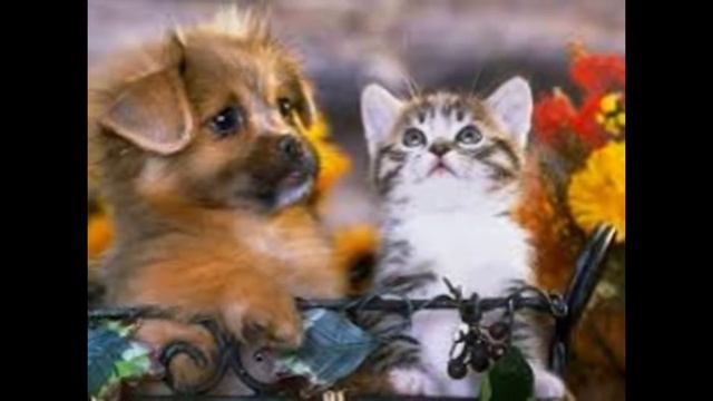 Мои милые животные)))))))