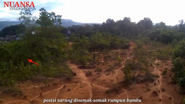 Memantau Sarang Burung Kipasan Dengan Drone || Sarang Murai Gila