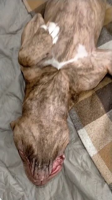 Михаил И Тайсон