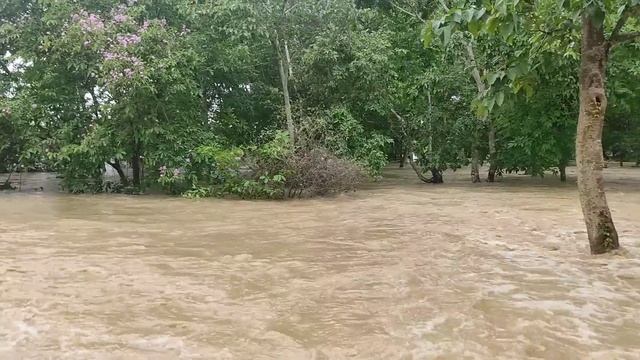 Due To Heavy Flood  A Girl Was Taken Away By Flood While Riding Bike  In Tumpreng Reserve Forest.