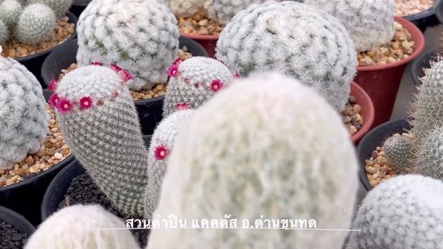 Mammillaria Albilanata สวนดำปืน แคคตัส