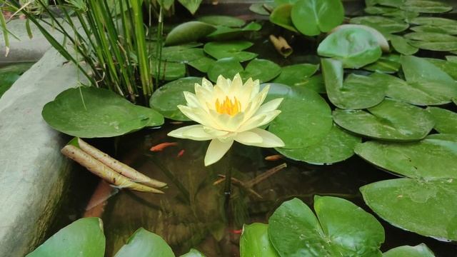 Joey Tomocik Waterlily 😍 #Yellow #fish #fishpond #waterlily #youtube #trending #ytvideo #flowers #1