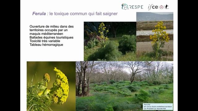 Intoxications Vegetales Du Printemps Chez Les Equides - Gilbert Gault CNITV