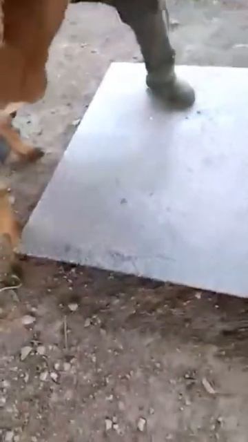 халиф#анваррустемов #арашанские_овцы #гиссар #овцы #бараны