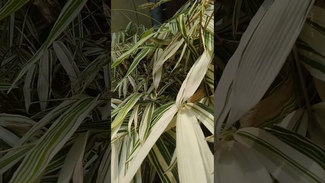 My Variegated Bamboo Plant Collection