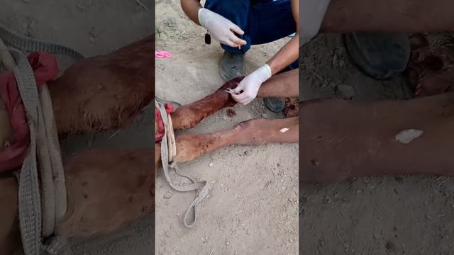 ,, лошадь и хирургическая операция±998999096997