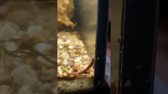 Riesenwurm / Egel Im Aquarium Und Krebsartige Kleintiere