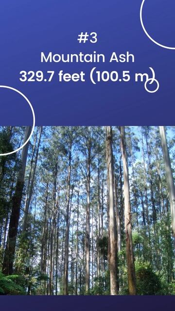 Top 5 Tallest Tree In The World #Shots
