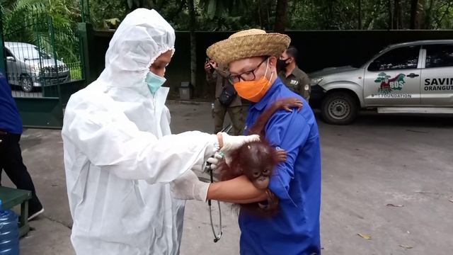 Baby Orangutan Panenga Arrived At BOSF Nyaru Menteng