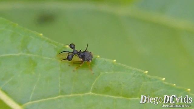 Cyphonia Clavata Treehopper (Membracidae - Smiliinae)