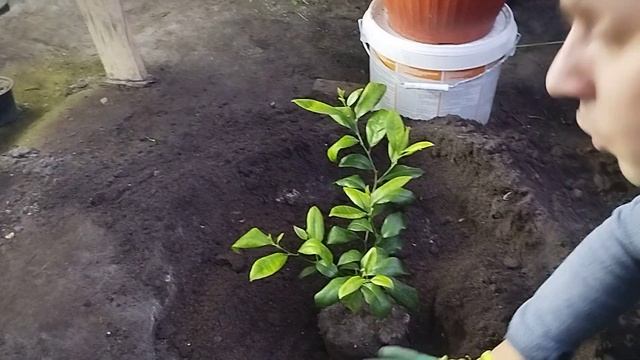 Лимон Кантонський пересадка в грунт. Червоний лимон 🍋🍋🍋 дуже смачний.