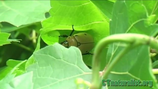 HUGE Beetle - Grapevine Beetle
