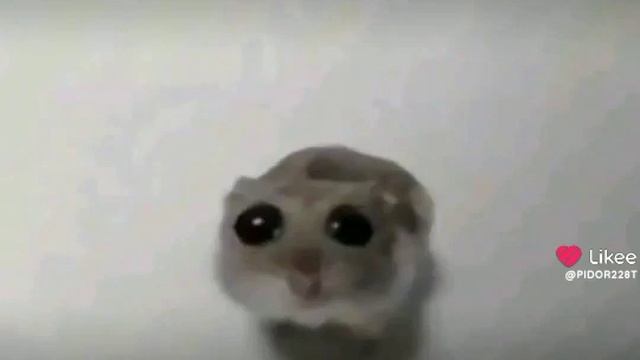 грустный хомяк 20 сек