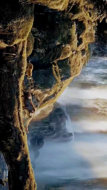 THE KING OF LION . THE LION KING | HAHACARTOONS | PTRENTS #viral#shorts#short#viralshorts