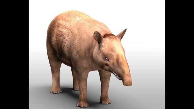 Tapir Brown Hairs Rigged 3d Model