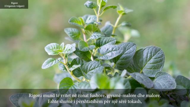 Origanum Vulgare (AL)