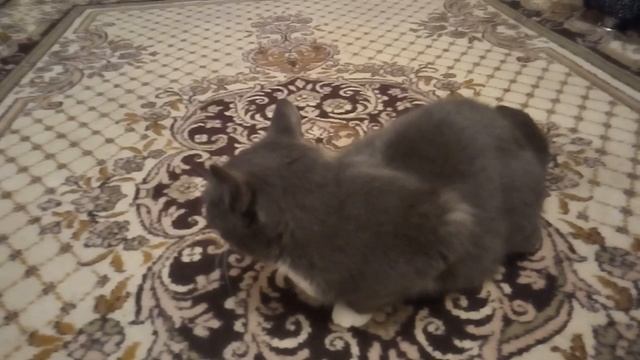 Очень спокойная кошка