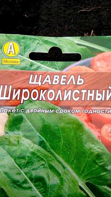Посев щавеля и петрушки в ОГ