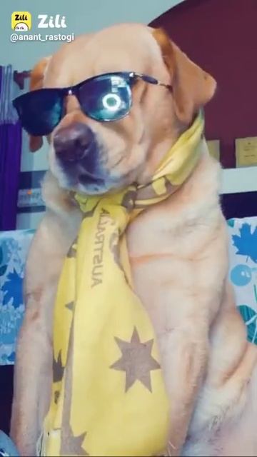 Labrador Dog 🐶 New Funny Status ||....