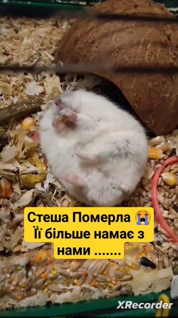 Стеша 🐹 Померла її більше немає з нами .... #стеша #хомячок #cute 