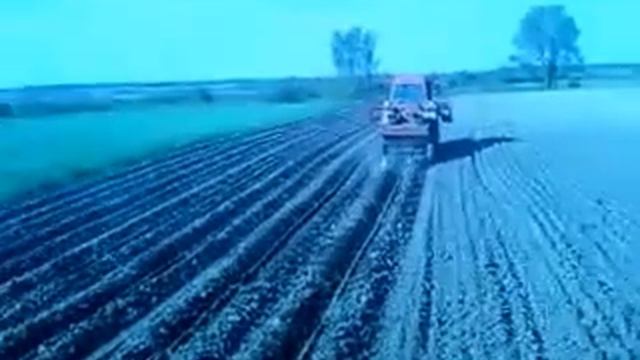 Так сажают картошку.