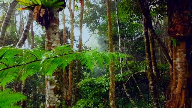 Шум дождя в лесу | Звуки дождя среди зеленых деревьев летним днем для легкого сна и расслабления.