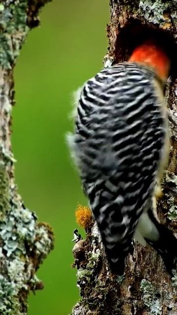 Carpenter Bird