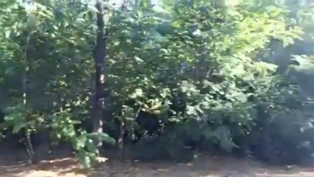 Дом затерялся в зарослях. Шымкент