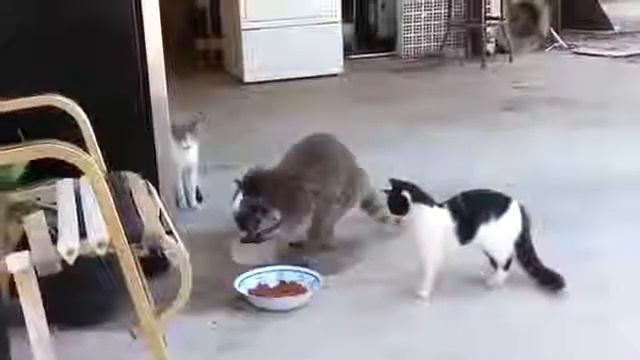 Енот захватил кошачий паек!