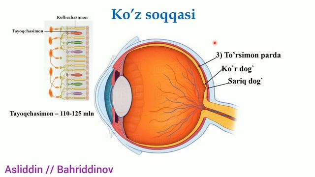 Korish organi  Koz anatomiyasi