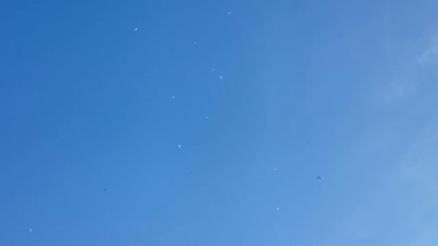 Бакинский Голуби линий Тарона.литовские гагаренсы.