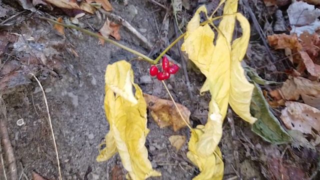 GINSENG SEASON 2019 Day-7 (Low & Slow)