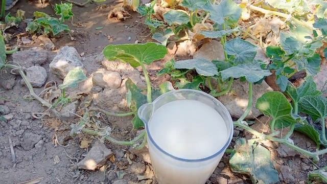 Salatalıklarımızı Ve Diğer Bitkilerimizi Kuru Maya Ile Hayata Döndürelim ✔️🥒🍆🌶️🍅🌿