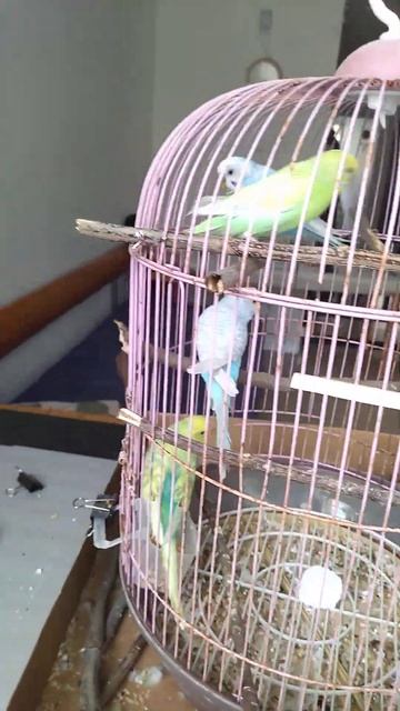 Домашние питомцы)