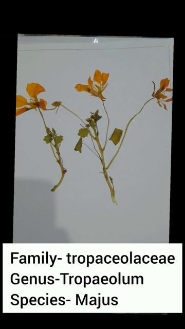 Tropaeolum Majus Herbarium #botany #herbarium #mscbotany #herbariumsheet