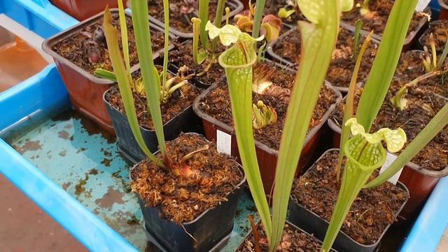 La Ruta Carnívora Vol. 15 - Bio Psy