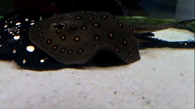 Potamotrygon Motoro Male Vs. Potamotrygon Leopoldi Female  » 17/03/2015